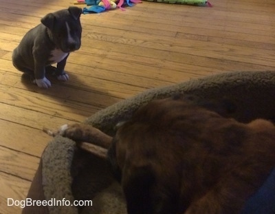A blue nose American Bully Pit puppy is sitting on a hardwood floor and she is looking at a black with brown and white Boxer that is laying in a dog bed chewing on a bone.