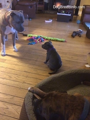 A blue nose American Bully Pit puppy is sitting on a hardwood floor. The puppy is looking at a blue nose Pit Bull Terrier standing in front of it. There is a black with brown and white Boxer laying in a dog bed chewing on a dog bone. There are dog toys all over the floor.