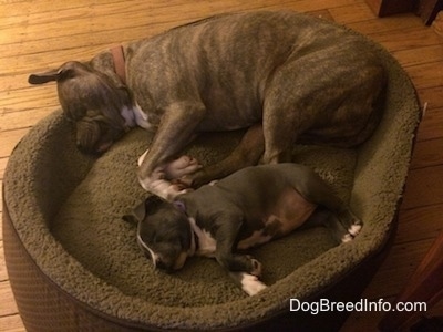A blue nose Pit Bull Terrier and a blue nose American Bully Pit puppy are laying on there sides in a dog bed.