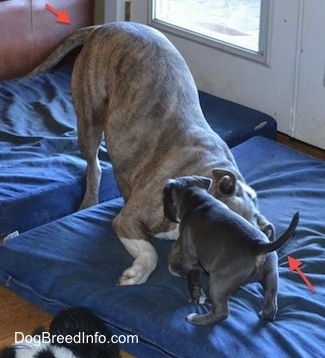 A blue nose American Bully Pit puppy is biting at a play bowing blue nose brindle Pit Bull Terrier. They are standing on blue pillows in front of a white door.