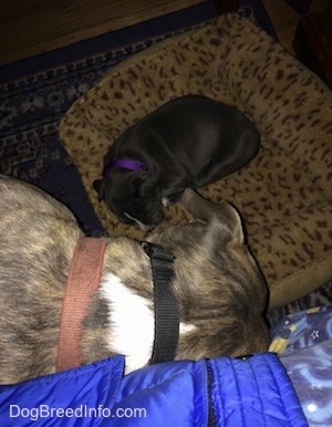 A blue nose American Bully Pit puppy is laying sleeping on a leopard print dog bed and a blue nose Pit Bull Terrier is looking down at the puppy.