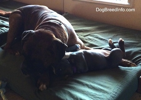 A brown with black and white Boxer is laying on a green pillow and also on top of a blue nose American Bully Pit puppy that is on its back.