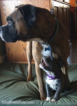 A brown with black and white Boxer is standing on a green pillow over top of a blue nose American Bully Pit puppy that is sitting on the pillow. The puppy is trying to bite the Boxers Collar. The Boxer is looking out of the window next to it.