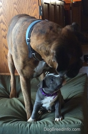 A brown with black and white Boxer is standing on a green pillow over top of a blue nose American Bully Pit puppy that is sitting on the pillow. The Boxer is looking to the right and the puppy is looking up at the Boxers mouth.