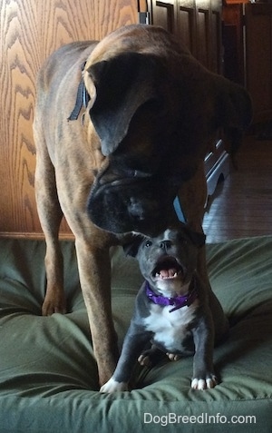 A brown with black and white Boxer is standing on a green pillow over top of a blue nose American Bully Pit puppy that is sitting on the pillow. The Boxer is looking down, the puppy is looking up and she has her mouth open.