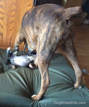 The back of a brown with black and white Boxer that is standing on a green pillow and it is rolling a blue nose American Bully Pit puppy that is laying on the same pillow.