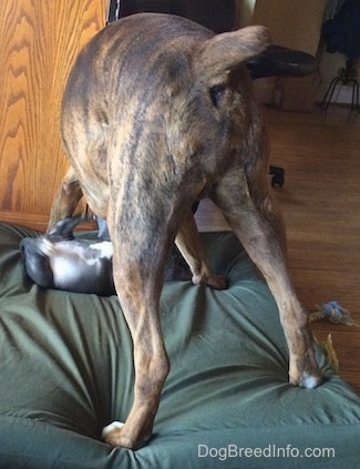 The back of a brown with black and white Boxer that is standing on a green pillow and it is rolling a blue nose American Bully Pit puppy. The puppy is belly up on the pillow.