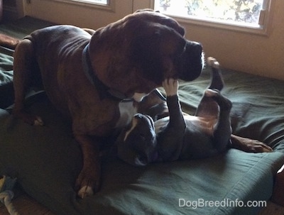 A brown with black and white Boxer is laying on a green pillow overtop of a blue nose American Bully Pit puppy laying on her back with her paws in the air.