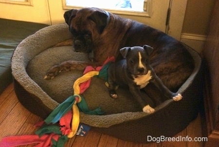 A brown with black and white Boxer is laying in the back of a dog bed. In front of it is a blue nose American Bully Pit puppy standing against the edge of the dog bed. There is a cloth dog toy next to them.