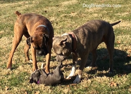 A blue nose American Bully Pit puppy is laying on her back. There is a brown with black Boxer and blue nose Pit Bull Terrier are looking down at the puppy and rolling her on her back.