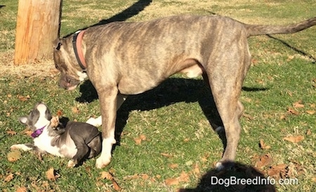 A blue nose Pit Bull Terrier is standing in grass and over top of a blue nose American Bully Pit puppy that is laying on her back. She is turning around to paw at the dog overtop of her.