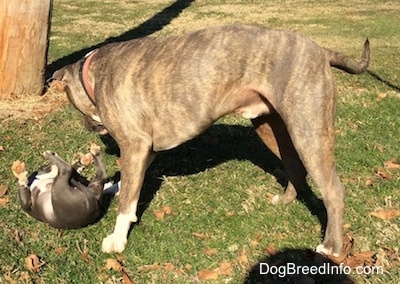 A blue nose American Bully Pit puppy is laying on her back with her paws in the air. The blue nose brindle Pit Bull Terrier is standing in grass overtop of the puppy.