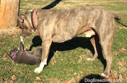 A blue nose American Bully Pit puppy is laying on her back and she is pawing at the nose of a blue nose brindle Pit Bull Terrier that is standing overtop of her.