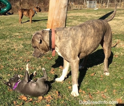 A blue nose Pit Bull Terrier is standing in grass over top of a blue nose American Bully Pit puppy. The puppy is laying in gras on its back and pawing at the Pit Bull Terrier. There is a Boxer dog in the background looking to the right.