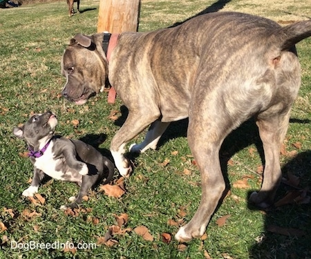 A blue nose American Bully Pit puppy is attempting to get up and she is looking at the blue nose brindle Pit Bull Terrier standing over top of her. They are outside in grass.