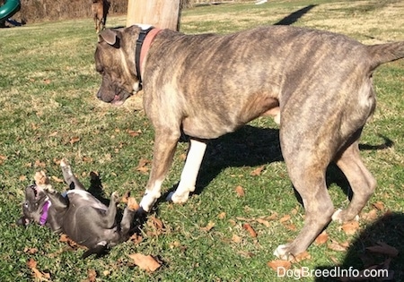 A blue nose American Bully Pit puppy is laying on her back and she has her paws in the air. There is a blue nose Pit Bull Terrier standing in grass next to her.
