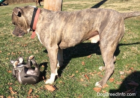 A blue nose American Bully Pit puppy is laying on her back and she has her paws in the air. There is a blue nose brindle Pit Bull Terrier standing over top of her and looking down.