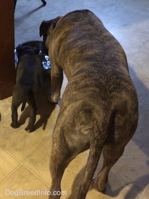 The back of a blue nose brindle Pit Bull Terrier that is drinking water and next to it is a blue nose American Bully Pit puppy.