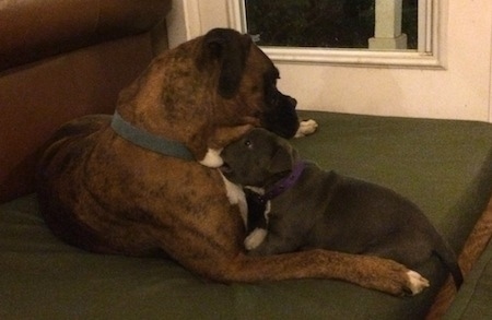 The side of a brown with black and white Boxer laying on a green pillow and a blue nose American Bully Pit puppy is biting the neck of the Boxer.
