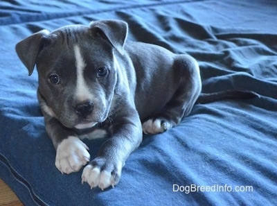 A blue nose American Bully Pit puppy is laying on a blue pillow and it is looking forward.