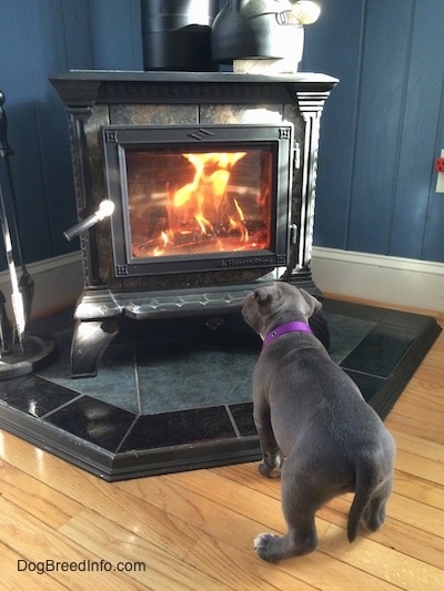 The backside of a blue nose American Bully Pit puppy looking at a wood-burning stove that has an active fire burning in it. The puppy has her head tilted to the right.