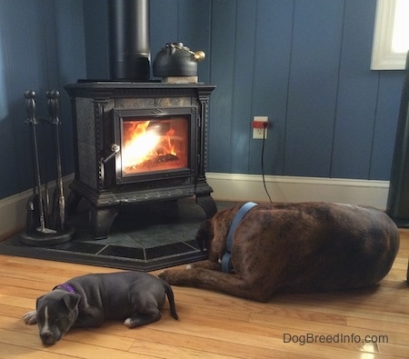 A blue nose American Bully Pit puppy and the backside of a brown with black brindle and white Boxer are laying in front of a wood-burning stove.