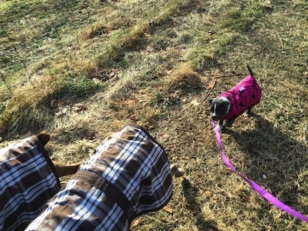A blue nose American Bully Pit puppy is wearing a pink jacket and behind two dogs who are both wearing brown plaid vests.