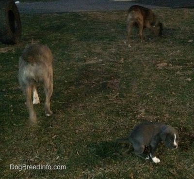 The backside of a blue nose Pit Bull Terrier and a brown with black and white Boxer looking for a spot to potty. A blue nose American Bully Pit puppy is squatting in grass and pooping.
