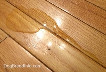 Close up - dog pee on a hard wood floor.