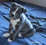 A blue nose American Bully Pit puppy is sitting on a blue pillow and it is looking forward. Its head is tilted to the right.