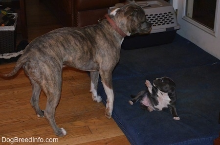 A blue nose Pit Bull Terrier is standing next to a blue pillow and overtop of a blue nose American Bully Pit puppy. The puppy is looking back at the Pit Bull Terrier and pawing up at him.