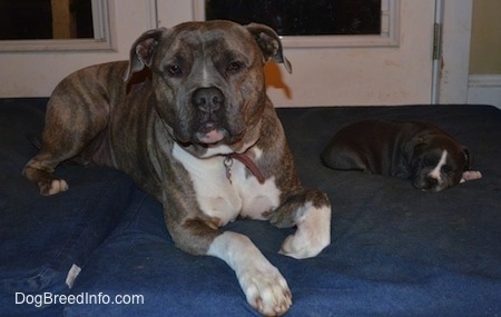 A blue nose American Bully Pit puppy is laying down on a blue pillow, next to an alert blue nose Pit Bull Terrier.