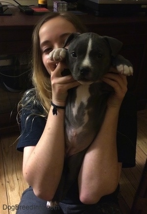 A blonde haired girl is holding up a blue nose American Bully Pit puppy up by the front paws exposing the puppies belly.