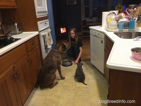 A blonde haired girl is holding a food dish and there is a food dish in front of her. The back of a brown with black and white Boxer dog is sitting next to a blue nose American Bully Pit puppy. The Boxer and puppy are waiting for the blonde haired girl to place the food dish down.