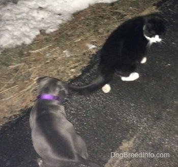 The back of a blue nose American Bully Pit puppy that is standing outside and inspecting the tail of a black with white cat.