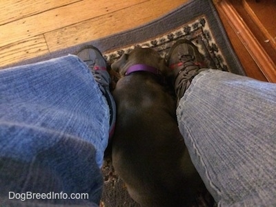 A blue nose American Bully Pit puppy is laying in between the legs of a person laying on a rug.