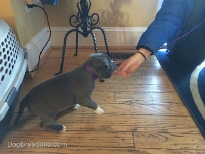 A blue nose American Bully Pit puppy is beginning to stand to get a snack out of a persons hand.