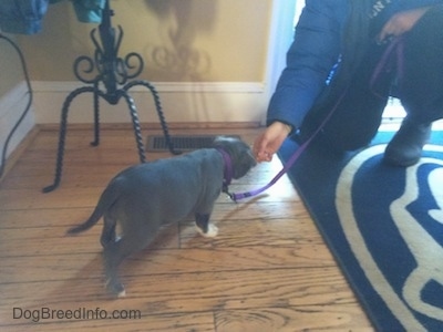 A blue nose American Bully Pit puppy is walking to the hand of a person in front of her who is backing out of the front door.