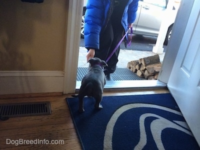 The backside of a blue nose American Bully Pit puppy that is standing in a doorway by a person leading the puppy out.