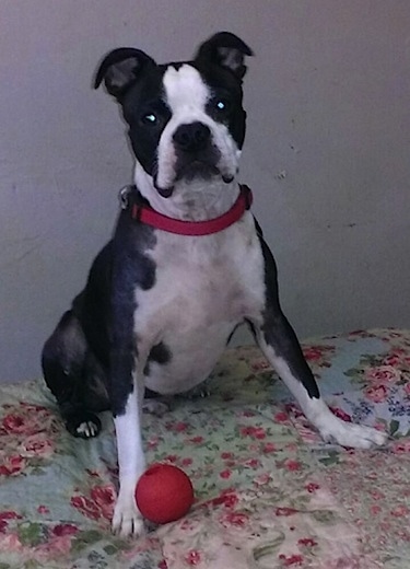 A black and white Boston Boxer is wearing a red collar sitting on a bed that is covered in a floral print blankets and there is a red ball in front of it.