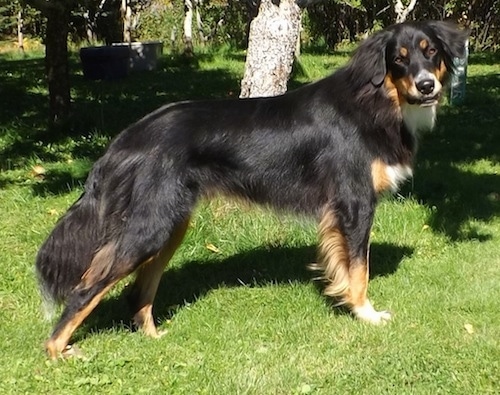 Right Profile - A medium haired, black with tan and white Australian Shepherd/Rottweiler/Border Terrier mix breed dpg is standing in grass and it is looking to the right of its body.