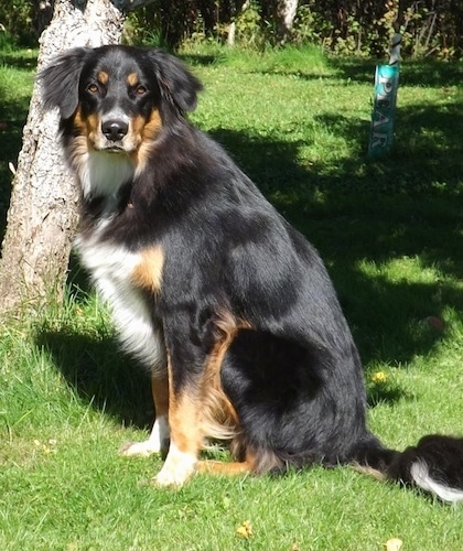 Left Profile - A black, tan and white Australian Shepherd/Rottweiler/Border Terrier mix is sitting in grass in front of a tree looking towards the camera.