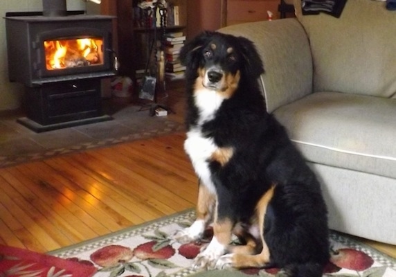 A black, tan and white Australian Shepherd/Rottweiler/Border Terrier mix is sitting on a rug in front of a tan couch in a house. There is a lit fireplace going in the background.