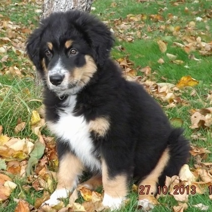 A fluffy, black, tan and white Australian Shepherd/Rottweiler/Border Terrier mix puppy is sitting in front of a tree outside and the grass is riddled with fallen leaves.