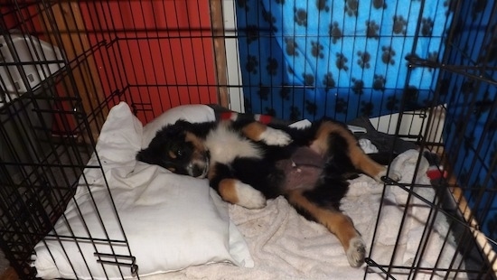 A black, tan and white Australian Shepherd/Rottweiler/Border Terrier mix puppy is laying on its back on top of a pillow and a towel inside of a black dog crate.