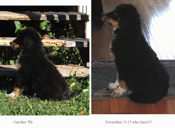 Left Photo - Left Profile - A black, tan and white Australian Shepherd/Rottweiler/Border Terrier mix puppy is sitting in grass in front of wooden steps. Under this photo is the date - October 7th. Right photo - Left Profile - A black, tan and white Australian Shepherd/Rottweiler/Border Terrier mix puppy is sitting on a rug in a house. The date and words - November 11 (5 wks later)!!! - is under this photo.