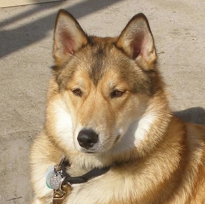 Close up upper body shot - A perk-wolf-eared, medium coated, tan with black and white mixed breed dog is wearing a black collar with dog tags hanging from it laying on a sidewalk.
