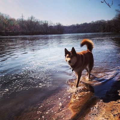 A perk-wolf-eared, medium coated, tan with black and white mixed breed dog is walking along the edge of a large body of water. Its tail us up and curled over its back.