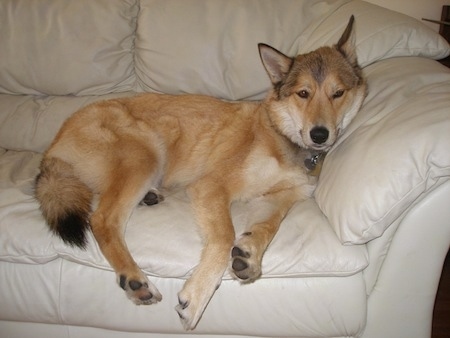 A perk-wolf-eared, medium coated, tan with black and white mixed breed dog it is laying on the arm of a tan leather couch.