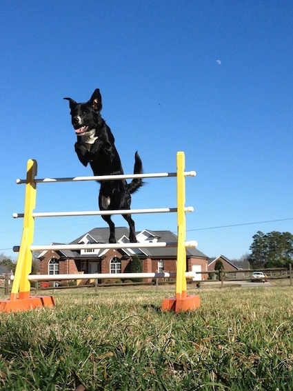 A short-haired, black with white mixed breed dog is jumping over an agility obstacle in grass. Its mouth was open and its tongue is out and its ears are flying in the air. There is a brick house in the distance